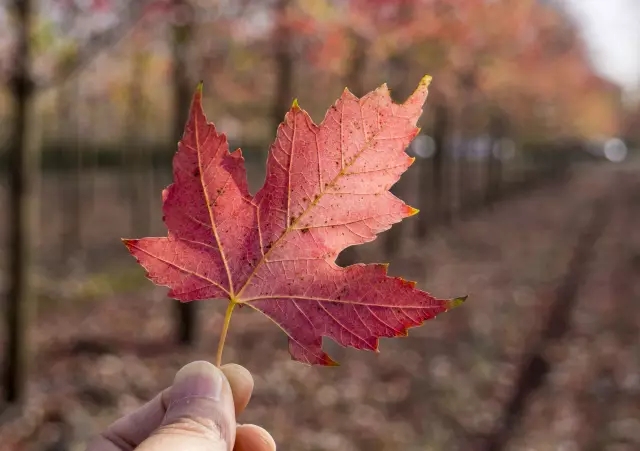 農(nóng)房還能這樣改造，看80后女孩的農(nóng)村自建房日記