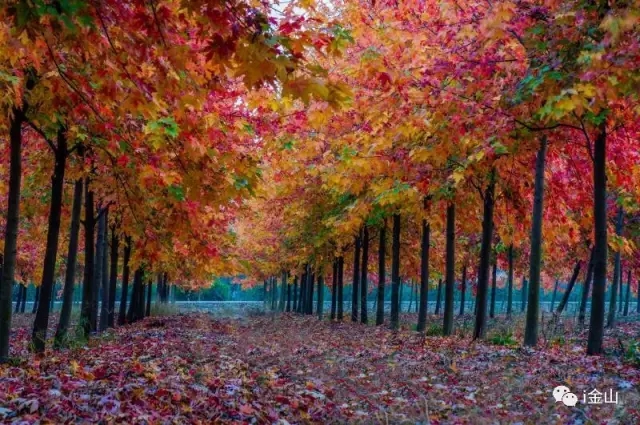 農(nóng)房還能這樣改造，看80后女孩的農(nóng)村自建房日記